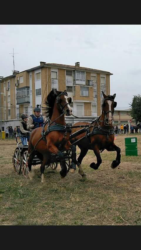 2&ordf; Fase Campeonato Navarra de Enganches